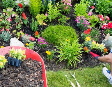 Professional gardener planting flowers